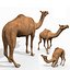 Pacote Animal Colossal HD - Animado1