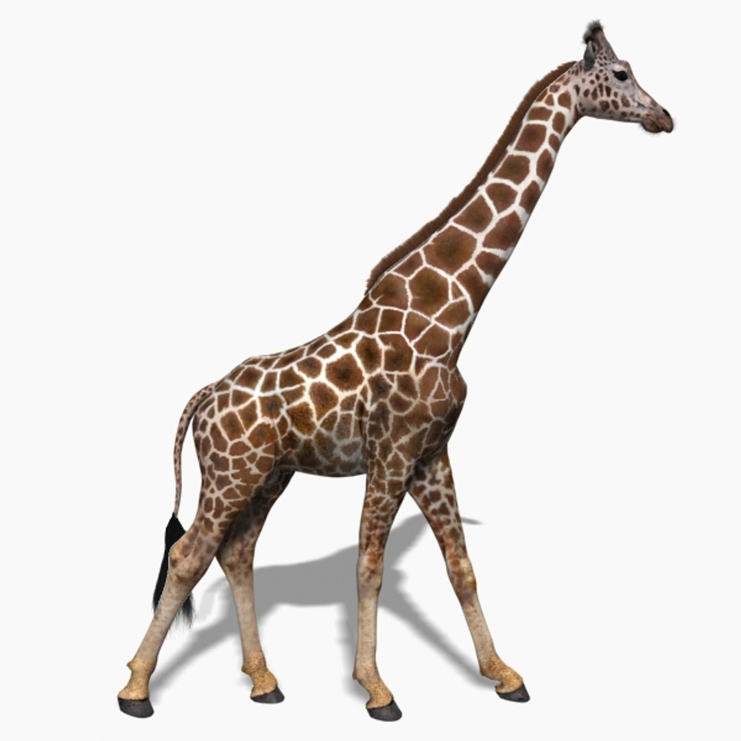 3D Colossal Animal Pack HD - Animated1 https://p.turbosquid.com/ts-thumb/2E/v8jgUP/qB/33/jpg/1662066072/1920x1080/fit_q87/068ce2a606b46334b89203843282e8f98ad62080/33.jpg