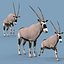 Pacote Animal Colossal HD - Animado1