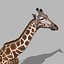 Pacote Animal Colossal HD - Animado1