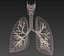 Organes internes humains. matériaux de vray réalistes et scène d'organes internes humains