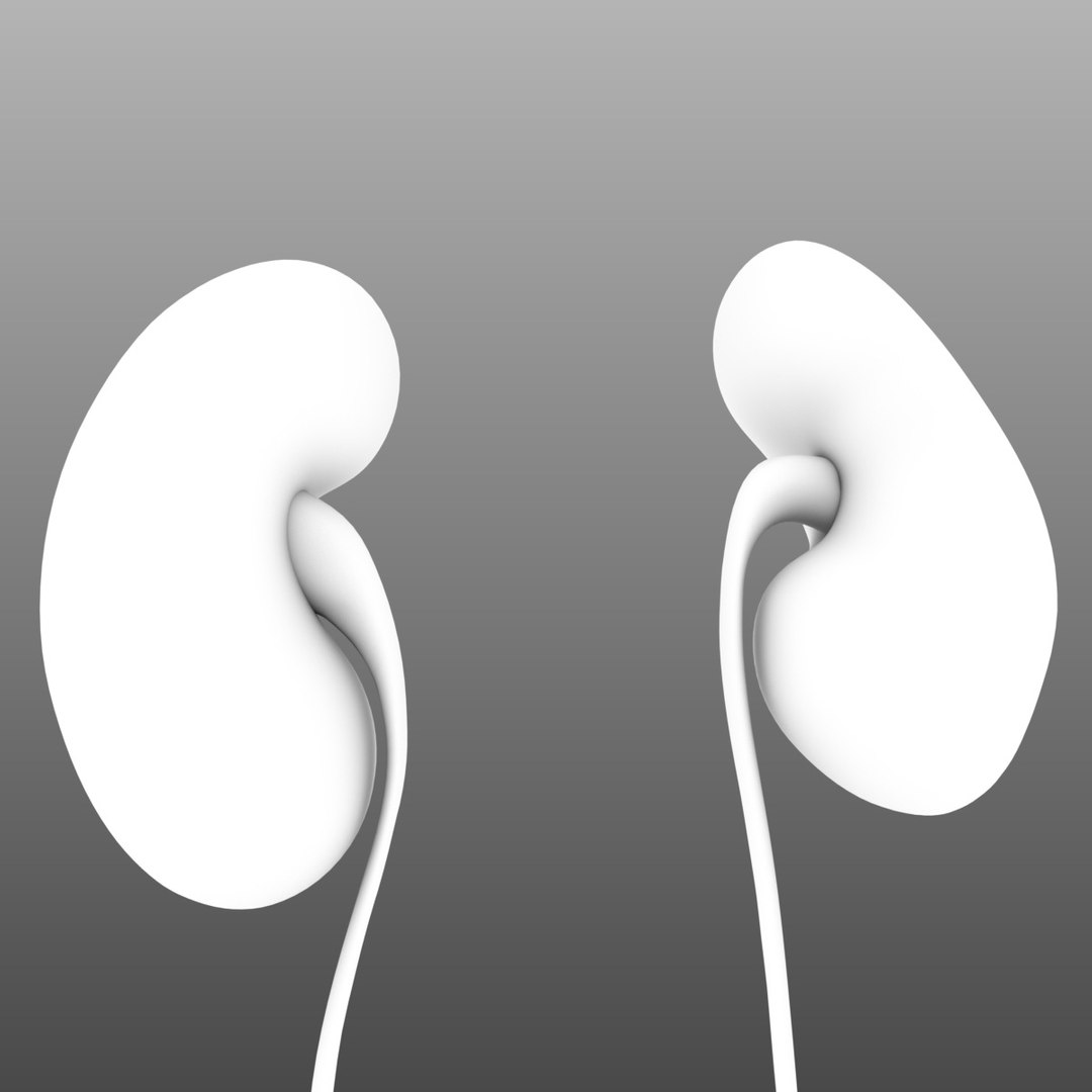 3d realistic human internal organs model https://p.turbosquid.com/ts-thumb/2F/17zEg7/Mx7XKoKl/ao0025/jpg/1452056101/1920x1080/fit_q87/b8e682af9735cbc97b4d67821b58b646e5415b67/ao0025.jpg