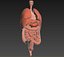 Organes internes humains. matériaux de vray réalistes et scène d'organes internes humains
