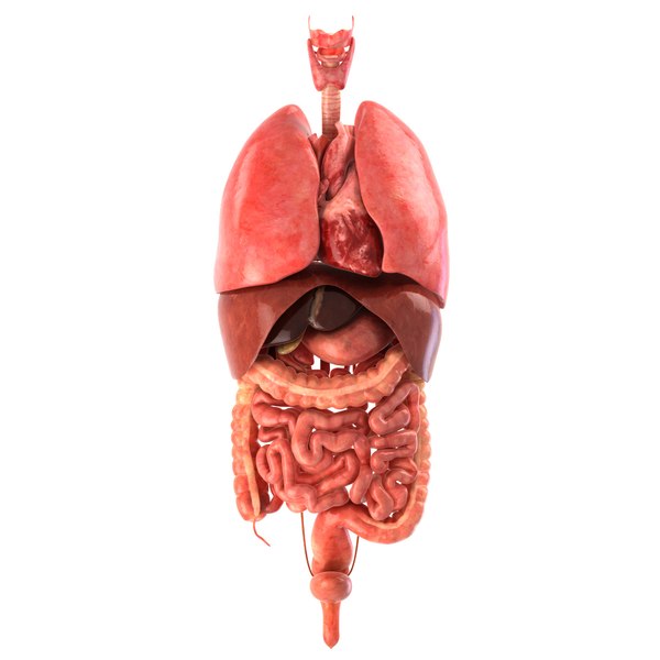 human digestive animation 3d model