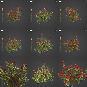 2021 PBR Hundred Leaved Rose Collection - Rosa Centifolia 3D model