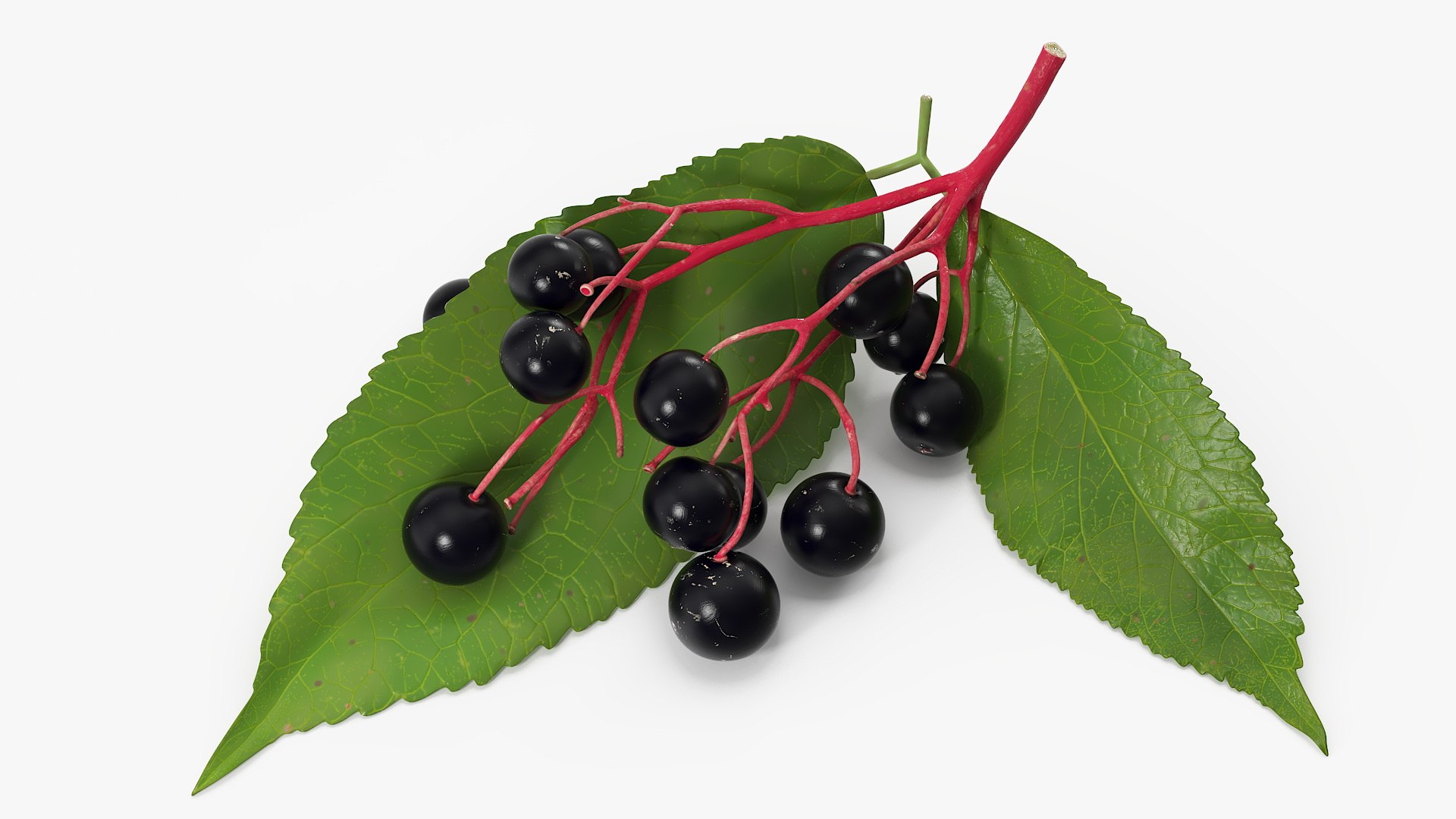 3D Berry Branches Collection 7 model https://p.turbosquid.com/ts-thumb/2F/EgBult/S4/elderberry_branch_with_berries_002/jpg/1780851125/1920x1080/fit_q87/6105eea271ca8cb5bbfd5cd6b5466fe2e6f99dc0/elderberry_branch_with_berries_002.jpg