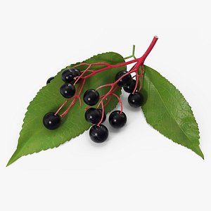 Elderberry Branch with Berries model