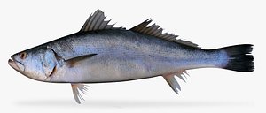 shortfin corvina model