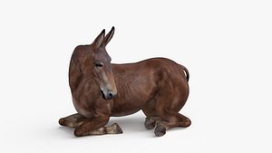 Lying Bay Mule