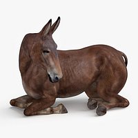 Lying Bay Mule