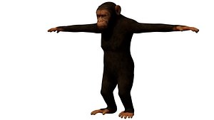 Ape -Simio