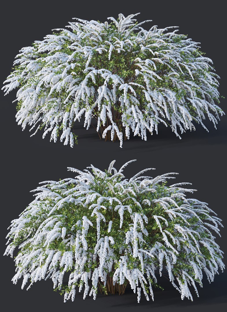 grefsheim spirea 3D model https://p.turbosquid.com/ts-thumb/2F/Y5zllM/28nXZTeC/spirea2d/jpg/1547374259/1920x1080/fit_q87/196c952a167c5ab717932c758953b136cfba3d68/spirea2d.jpg