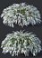 Spiraea # 7 Spiraea X Cinerea. Grefsheim XXL