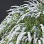 Spiraea # 7 Spiraea X Cinerea. Grefsheim XXL