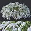 Spiraea # 7 Spiraea X Cinerea. Grefsheim XXL