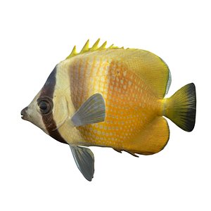 Sun Burst Klein Butterflyfish 3D