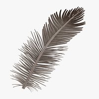 Feather