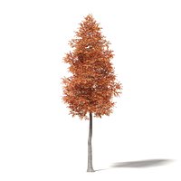 Alder 3D Model 9.5m