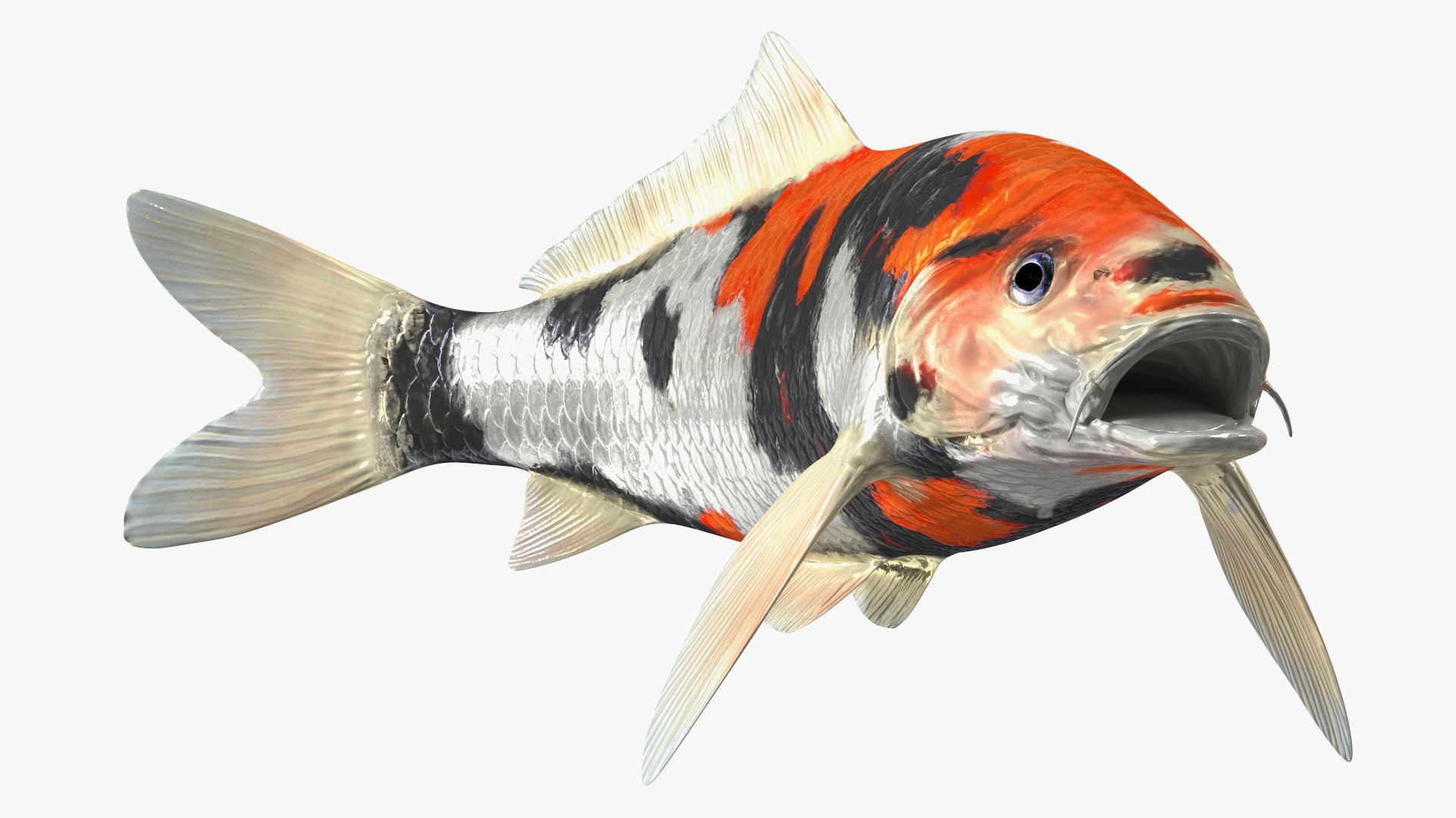 Harivake Koi Fish in Floating Pose 3D model preview