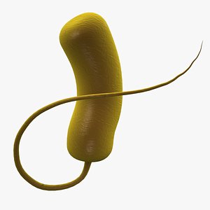 Bacteria (Pseudomonas Aeruginosa) Rigged