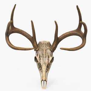 Deer Skull 3D model