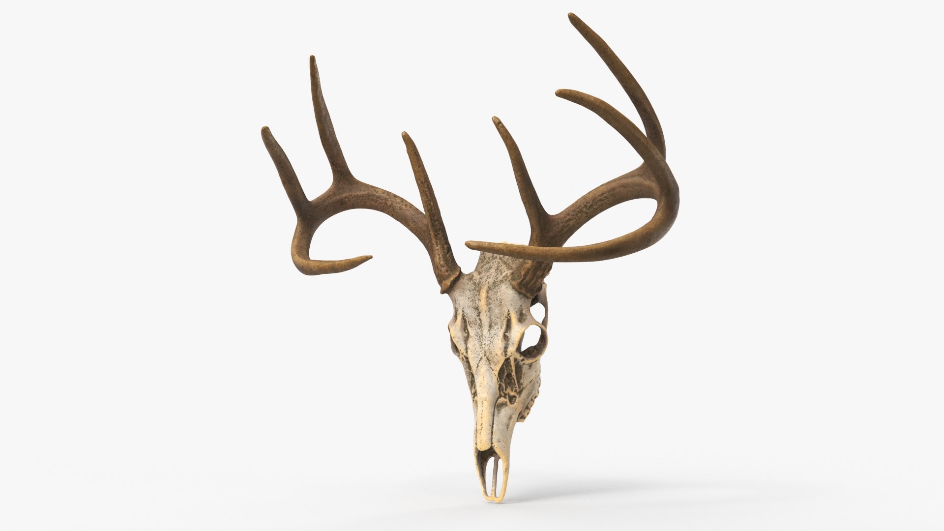 Deer Skull 3d Model Turbosquid 1895213 4124