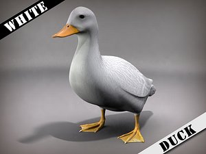 White Duck