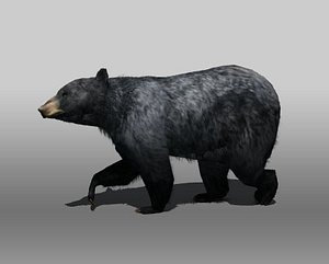 3d black bear animations
