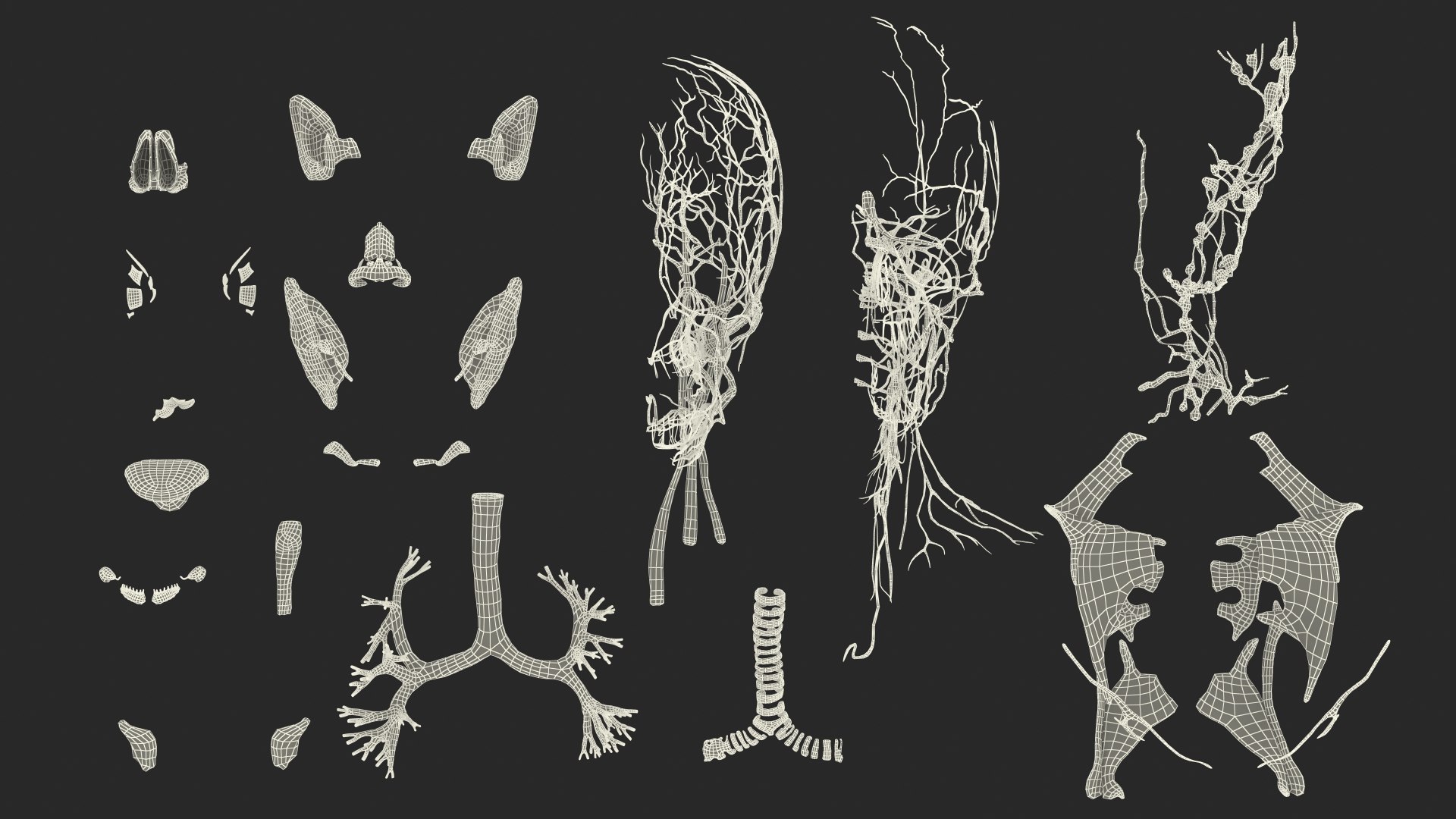 Boy Full Body Anatomy 3D model https://p.turbosquid.com/ts-thumb/2G/NtAV4W/1O/boyfullbodyanatomyvray3dmodel095/jpg/1667337955/1920x1080/fit_q87/ba9276f969072a7c41539ddfa24c6445934d0f8a/boyfullbodyanatomyvray3dmodel095.jpg
