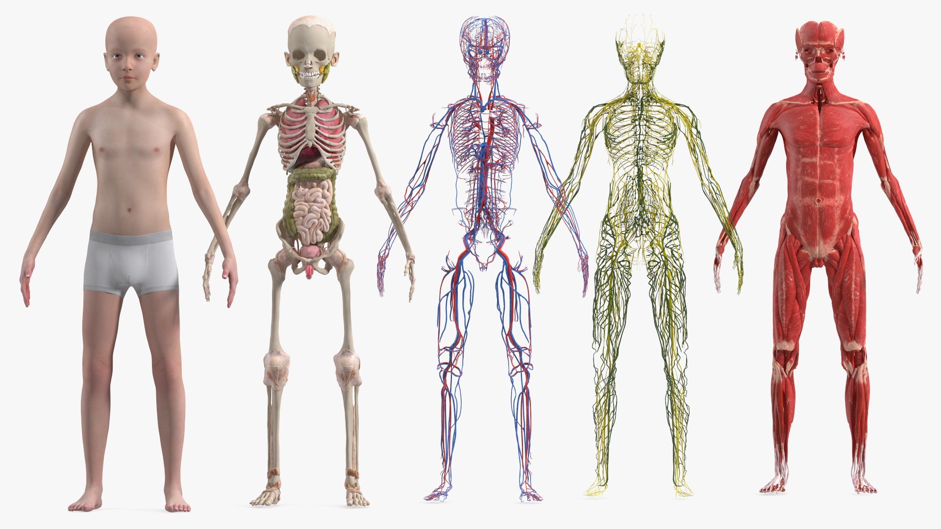 Boy Full Body Anatomy 3D model https://p.turbosquid.com/ts-thumb/2G/NtAV4W/2U/boyfullbodyanatomyvray3dmodel002/jpg/1667337571/1920x1080/fit_q87/fc02a2ad6c3719d2270633524e32a3f914aef2bf/boyfullbodyanatomyvray3dmodel002.jpg