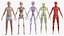 Boy Full Body Anatomy