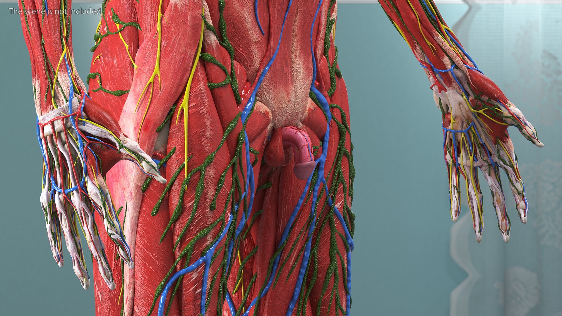 Boy Full Body Anatomy 3D model https://p.turbosquid.com/ts-thumb/2G/NtAV4W/2W/boyfullbodyanatomyvray3dmodel008/jpg/1667337593/1920x1080/fit_q87/d234b27a2311a2a3d62a148832a9b83061b5cbf5/boyfullbodyanatomyvray3dmodel008.jpg
