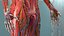 Boy Full Body Anatomy