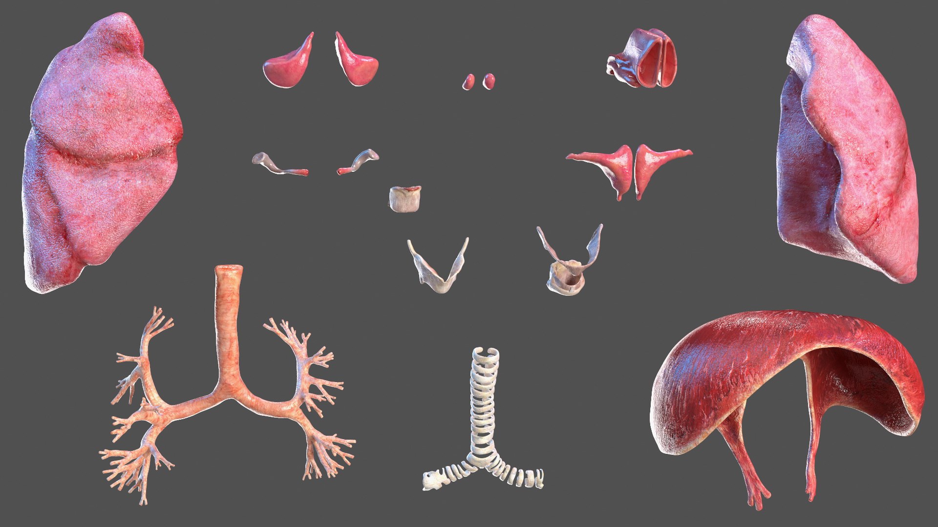 Boy Full Body Anatomy 3D model https://p.turbosquid.com/ts-thumb/2G/NtAV4W/2w/boyfullbodyanatomyvray3dmodel041/jpg/1667337752/1920x1080/fit_q87/ff461f76ed993ca68dc4aa843e8a72b333a273f4/boyfullbodyanatomyvray3dmodel041.jpg