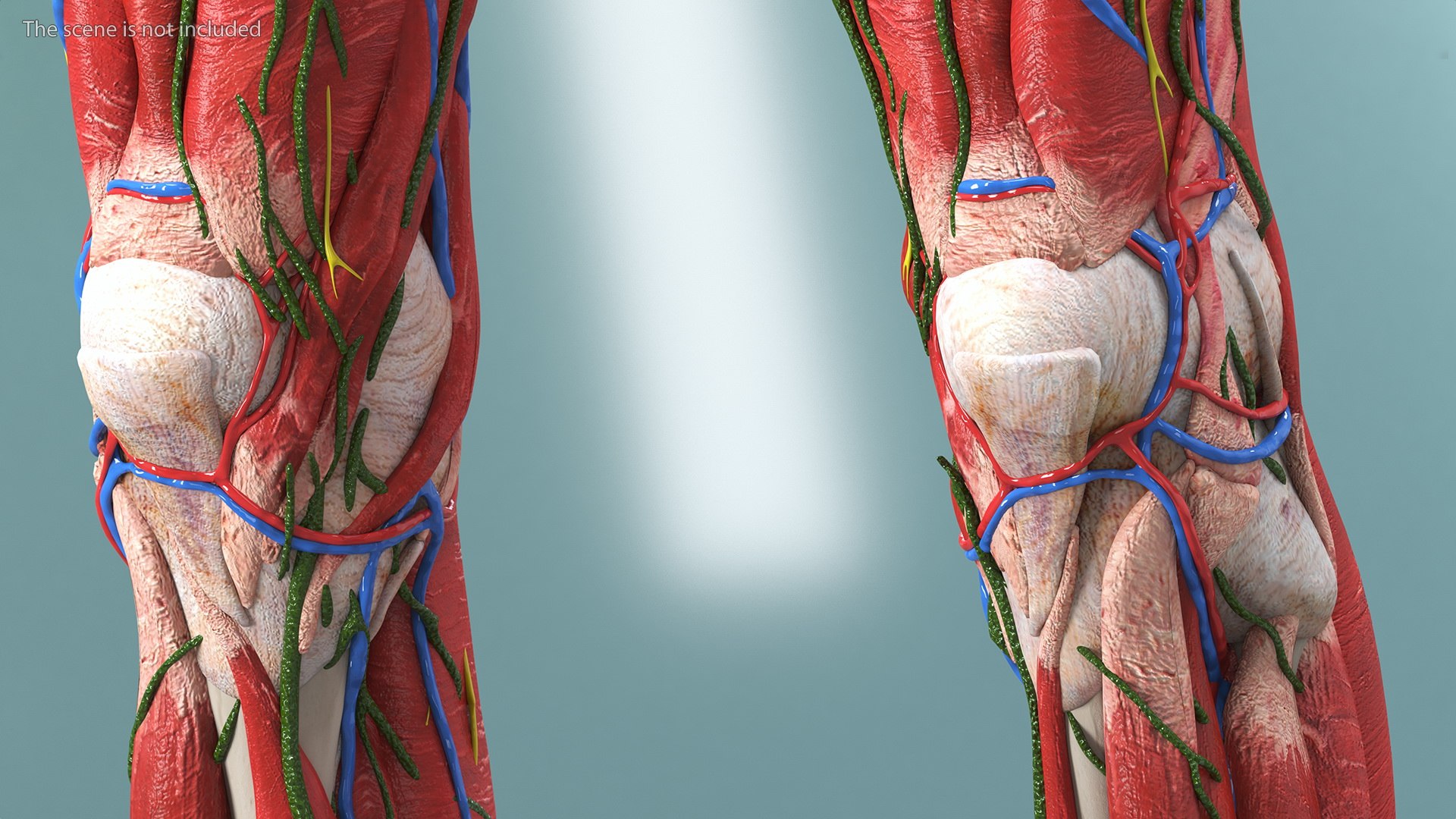 Boy Full Body Anatomy 3D model https://p.turbosquid.com/ts-thumb/2G/NtAV4W/5G/boyfullbodyanatomyvray3dmodel009/jpg/1667337597/1920x1080/fit_q87/f08cdbceb4fb3f80990bc4d89fe77ed052683611/boyfullbodyanatomyvray3dmodel009.jpg