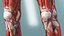 Boy Full Body Anatomy