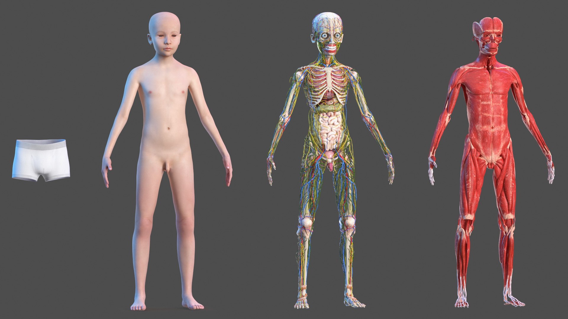 Boy Full Body Anatomy 3D model https://p.turbosquid.com/ts-thumb/2G/NtAV4W/6k/boyfullbodyanatomyvray3dmodel021/jpg/1667337653/1920x1080/fit_q87/fb0d785a79eb7a63253c4e4065f3139ff0162c82/boyfullbodyanatomyvray3dmodel021.jpg