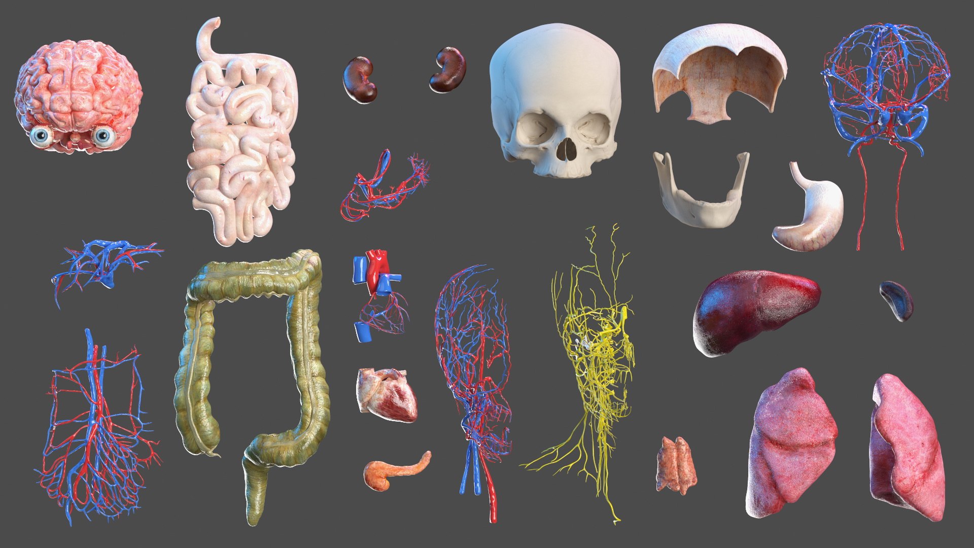 Boy Full Body Anatomy 3D model https://p.turbosquid.com/ts-thumb/2G/NtAV4W/7H/boyfullbodyanatomyvray3dmodel025/jpg/1667337677/1920x1080/fit_q87/d211936d22f810df5320e8f6068009c055a4e9ec/boyfullbodyanatomyvray3dmodel025.jpg