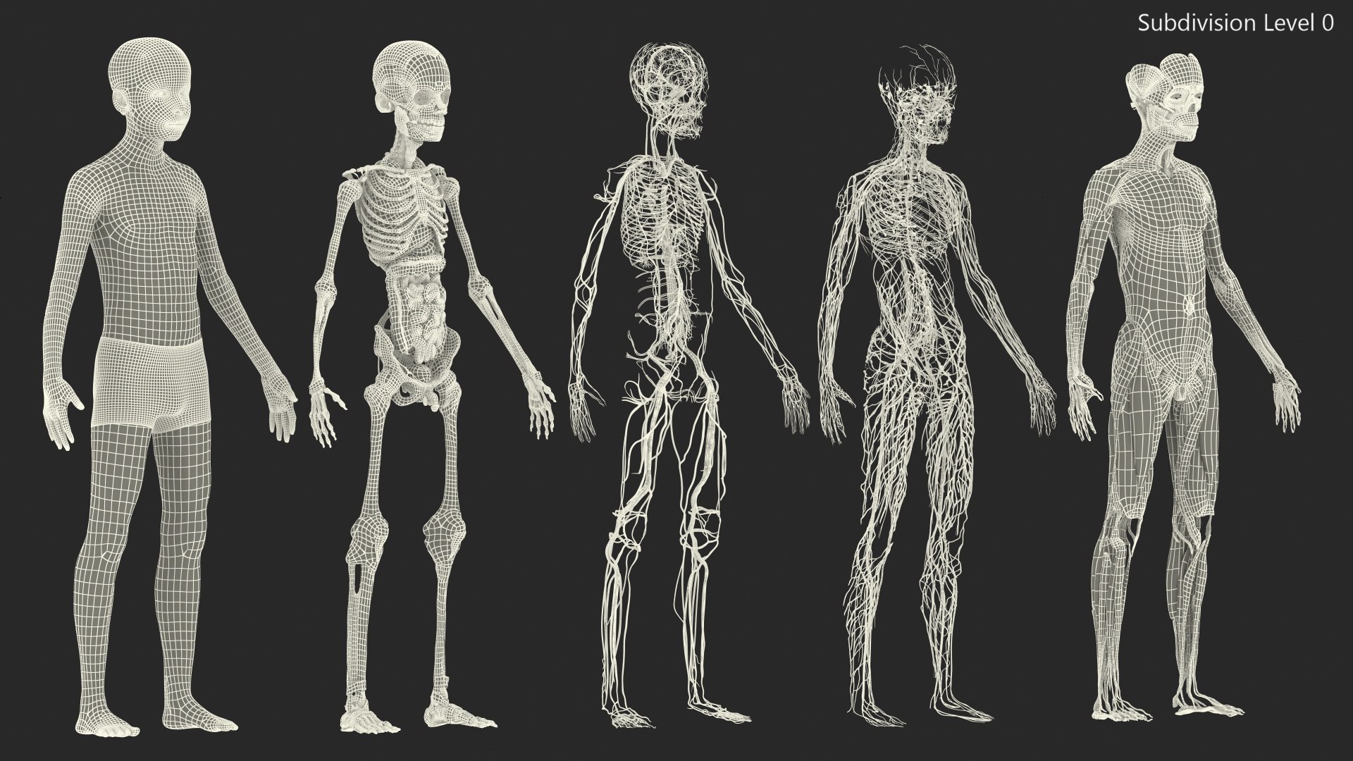 Boy Full Body Anatomy 3D model https://p.turbosquid.com/ts-thumb/2G/NtAV4W/7U/boyfullbodyanatomyvray3dmodel078/jpg/1667337887/1920x1080/fit_q87/f041db00bac243925dddf5562c7d93f196222165/boyfullbodyanatomyvray3dmodel078.jpg