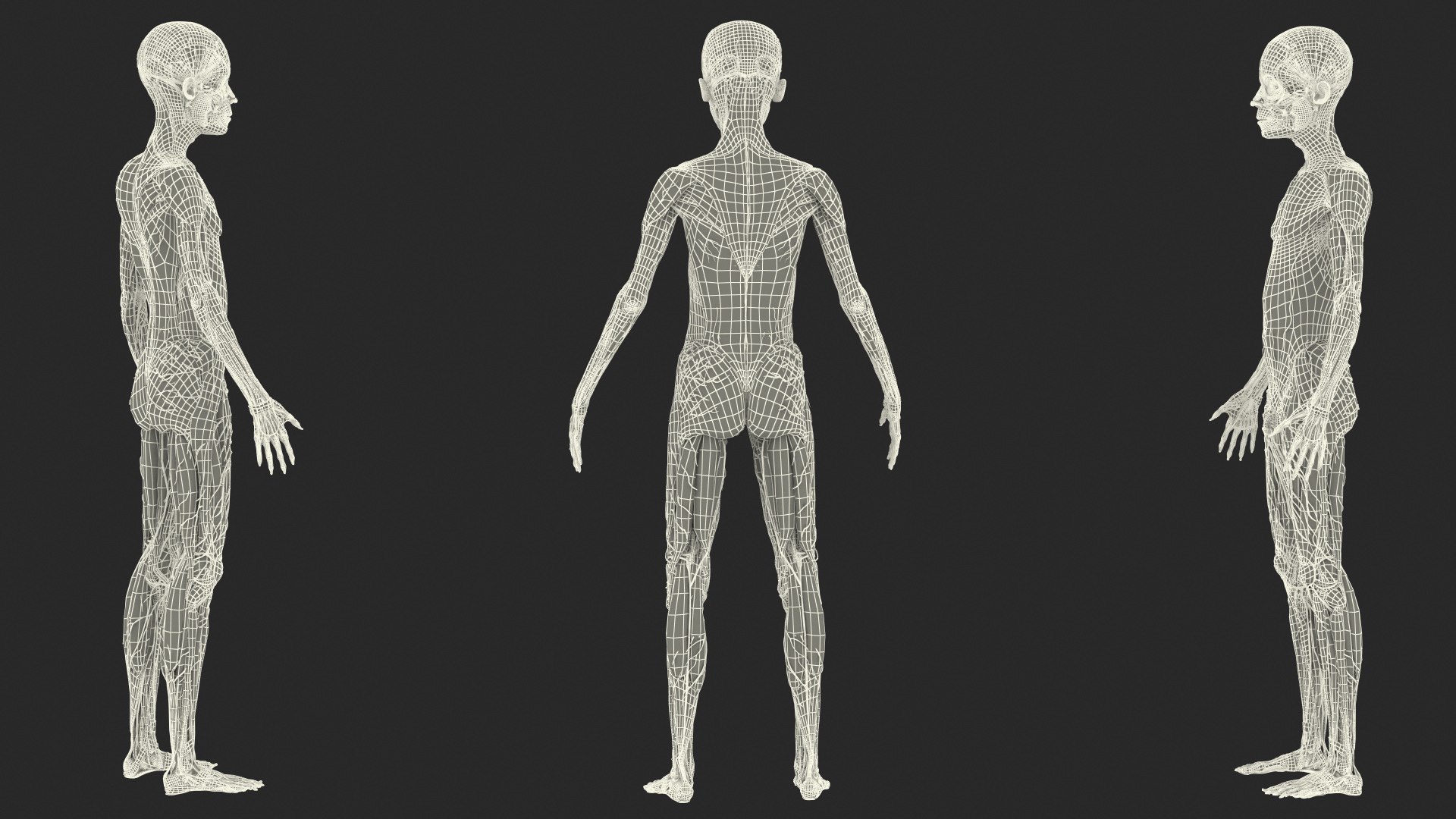 Boy Full Body Anatomy 3D model https://p.turbosquid.com/ts-thumb/2G/NtAV4W/AU/boyfullbodyanatomyvray3dmodel086/jpg/1667337918/1920x1080/fit_q87/1dae599bd12fb29164f80a4738503eae3f6405af/boyfullbodyanatomyvray3dmodel086.jpg
