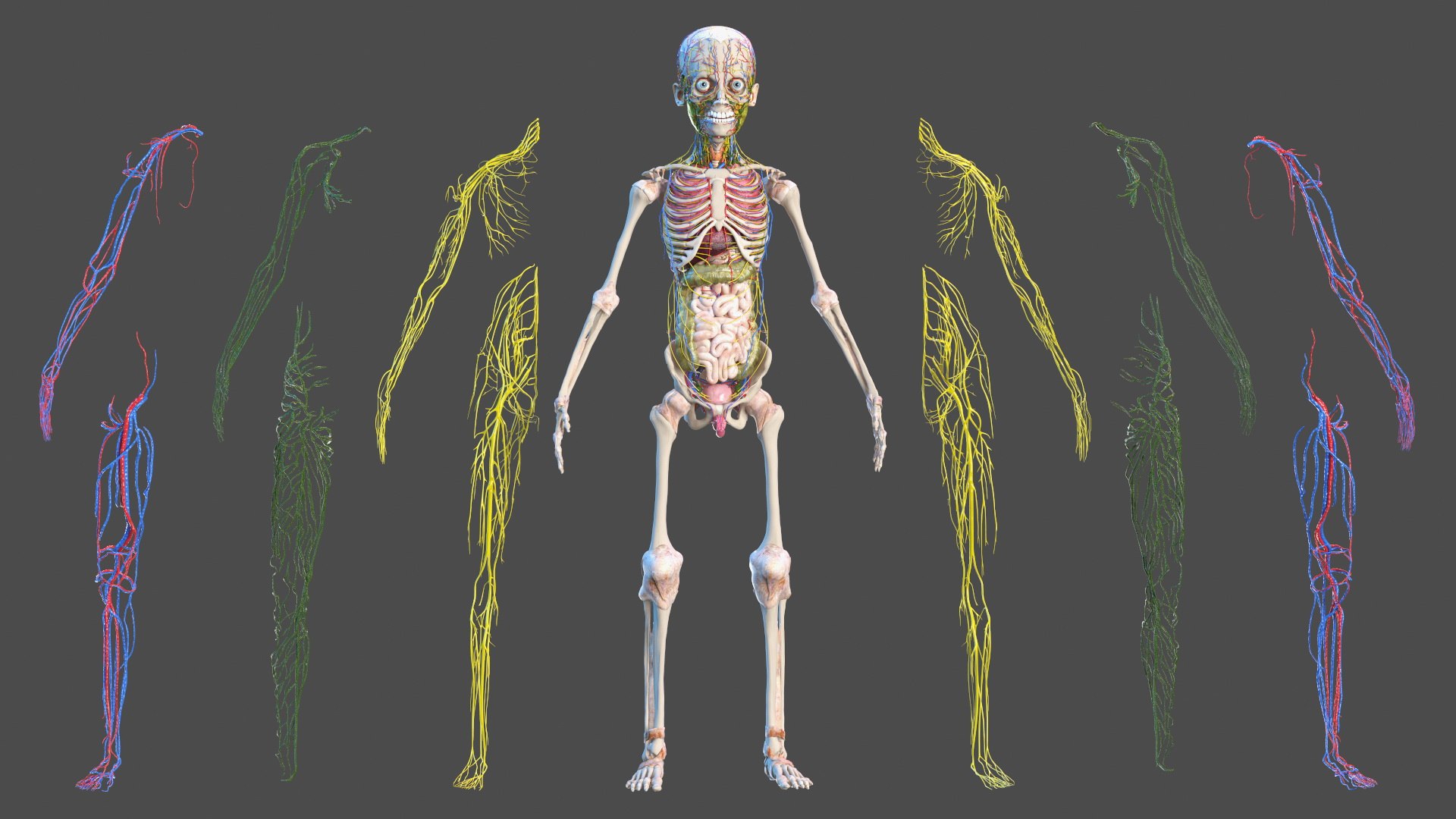 Boy Full Body Anatomy 3D model https://p.turbosquid.com/ts-thumb/2G/NtAV4W/Cn/boyfullbodyanatomyvray3dmodel022/jpg/1667337657/1920x1080/fit_q87/085dfe953aee49fdf519153f7e4a8bc0f680985d/boyfullbodyanatomyvray3dmodel022.jpg