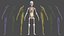 Boy Full Body Anatomy