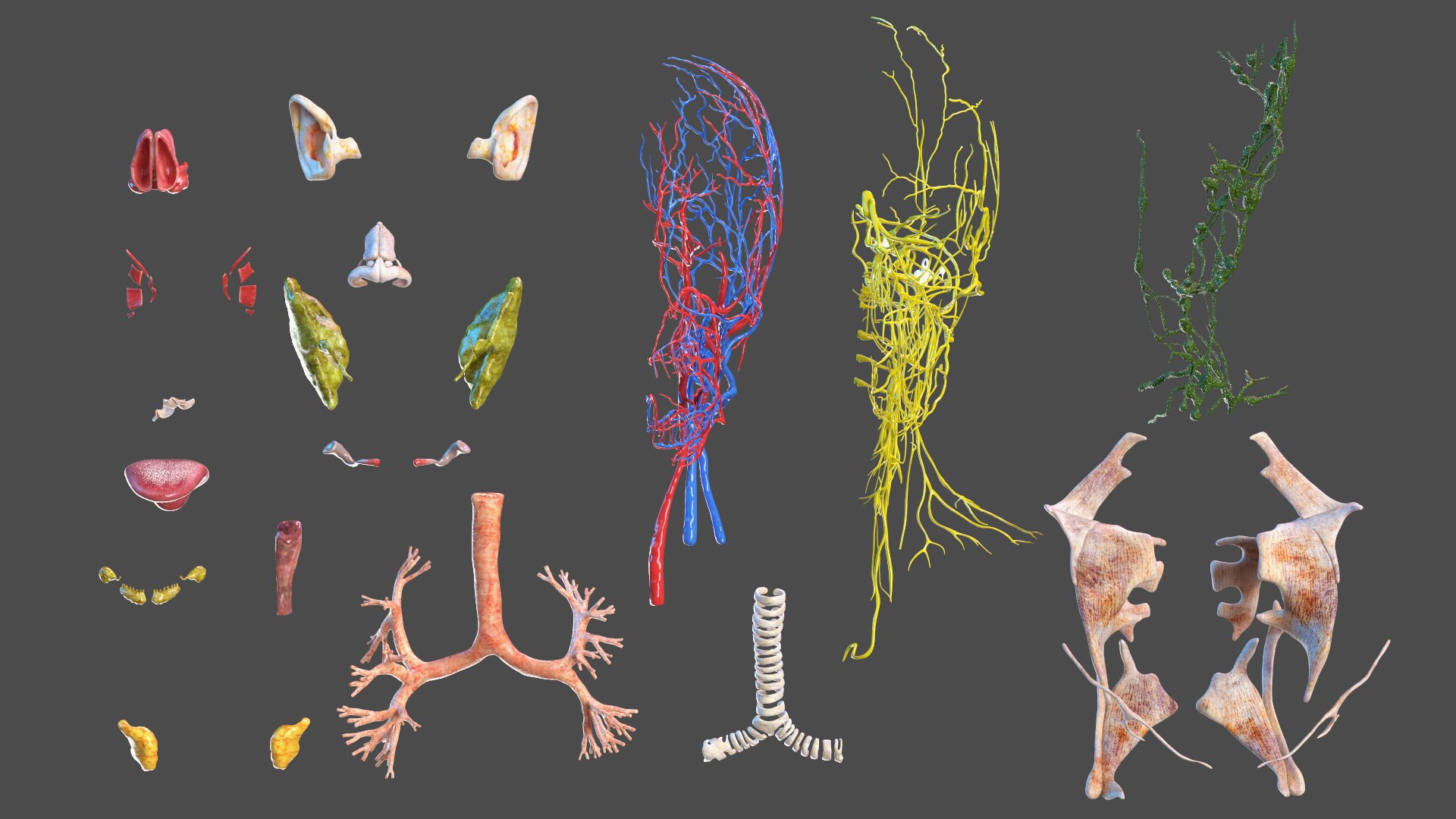 Boy Full Body Anatomy 3D model https://p.turbosquid.com/ts-thumb/2G/NtAV4W/FU/boyfullbodyanatomyvray3dmodel028/jpg/1667337689/1920x1080/fit_q87/88bdc5273afa0b0cf9a93d602486f32e1ada9c35/boyfullbodyanatomyvray3dmodel028.jpg