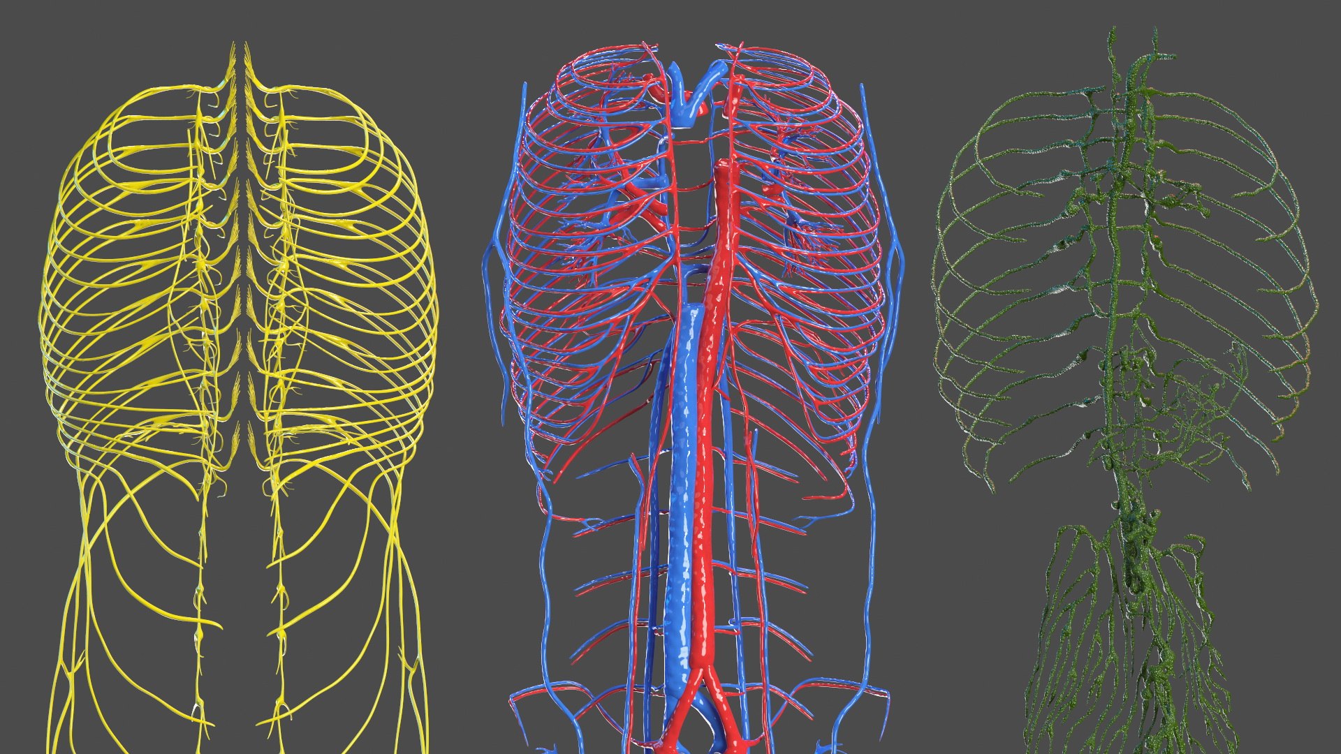 Boy Full Body Anatomy 3D model https://p.turbosquid.com/ts-thumb/2G/NtAV4W/Ix/boyfullbodyanatomyvray3dmodel048/jpg/1667337788/1920x1080/fit_q87/278987b4454cee796b0b2abaa4e1454f702ccbf5/boyfullbodyanatomyvray3dmodel048.jpg