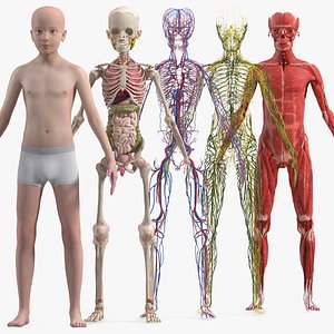 Boy Full Body Anatomy