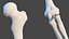 Boy Full Body Anatomy