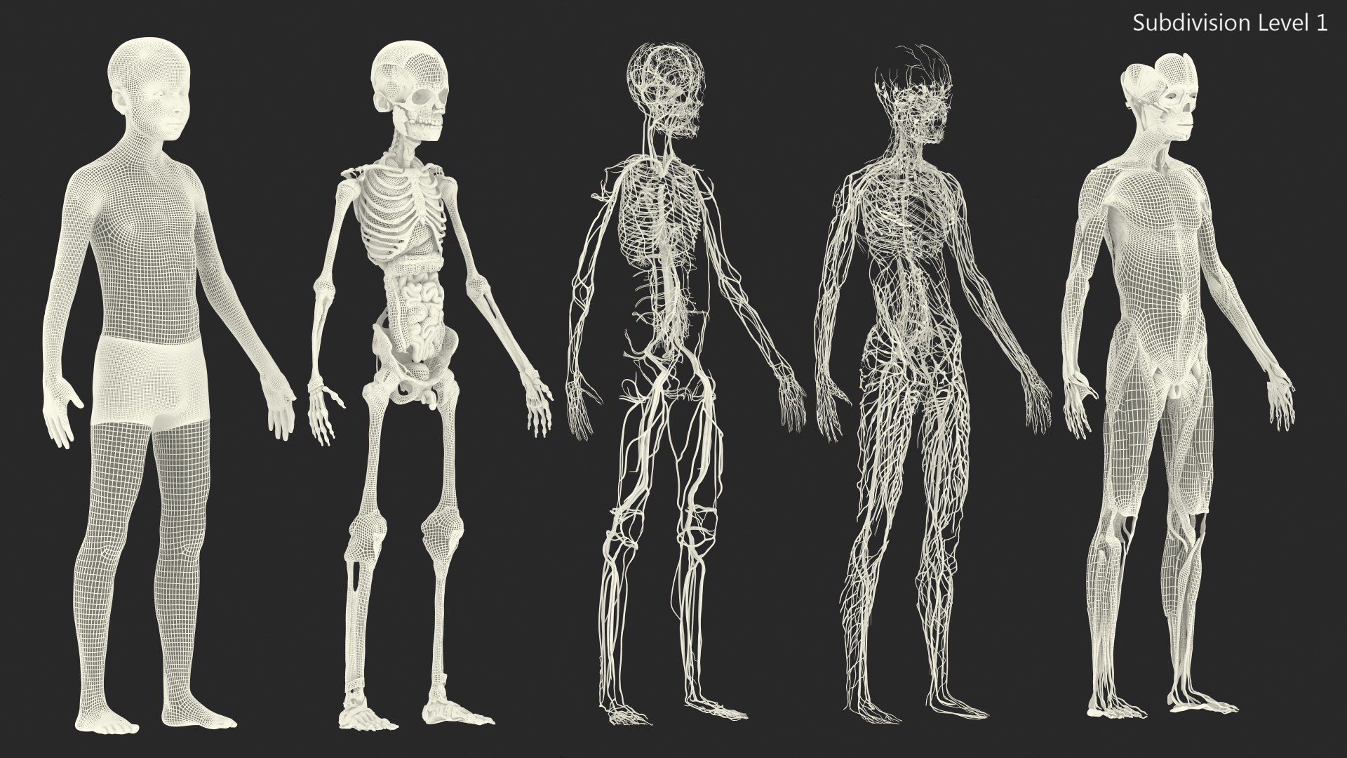 Boy Full Body Anatomy 3D model https://p.turbosquid.com/ts-thumb/2G/NtAV4W/OX/boyfullbodyanatomyvray3dmodel079/jpg/1667337890/1920x1080/fit_q87/8cc66dacc2fc6d24fc6eda74e42cff740937d555/boyfullbodyanatomyvray3dmodel079.jpg