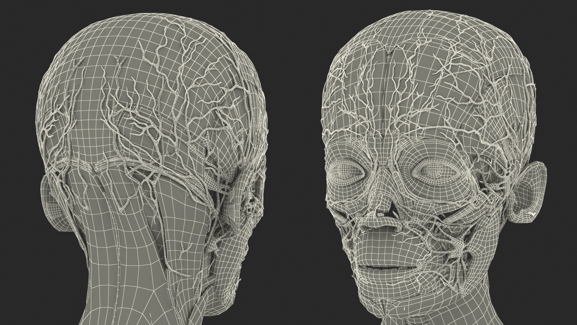 Boy Full Body Anatomy 3D model https://p.turbosquid.com/ts-thumb/2G/NtAV4W/Sw/boyfullbodyanatomyvray3dmodel085/jpg/1667337914/1920x1080/fit_q87/2223fe4878cd670fc0a89c9769677b86d2c8b39d/boyfullbodyanatomyvray3dmodel085.jpg