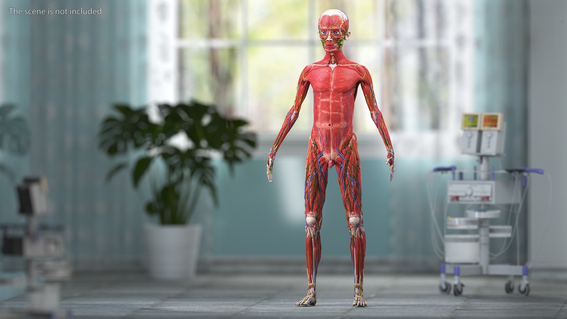 Boy Full Body Anatomy 3D model https://p.turbosquid.com/ts-thumb/2G/NtAV4W/T9/boyfullbodyanatomyvray3dmodel004/jpg/1667337579/1920x1080/fit_q87/422a7e678e34842e643aad1fba9800f48415d068/boyfullbodyanatomyvray3dmodel004.jpg
