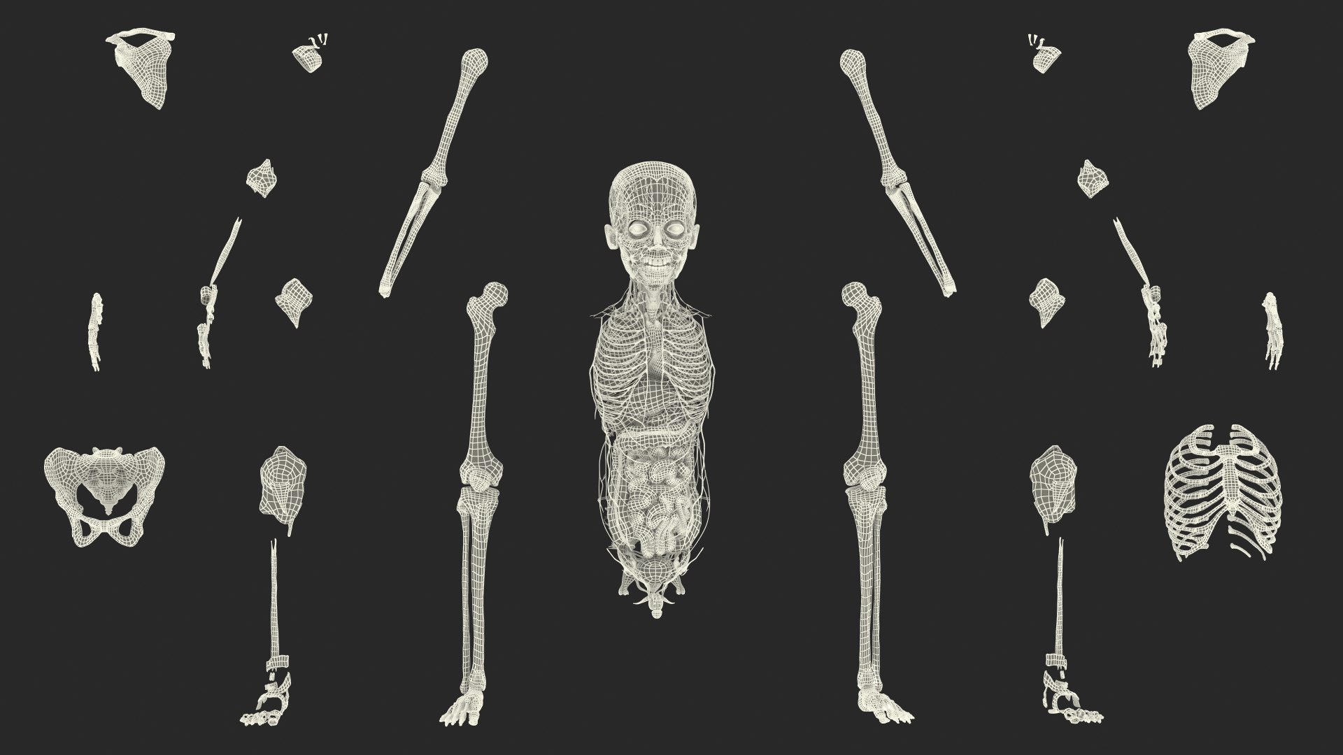 Boy Full Body Anatomy 3D model https://p.turbosquid.com/ts-thumb/2G/NtAV4W/TF/boyfullbodyanatomyvray3dmodel093/jpg/1667337946/1920x1080/fit_q87/e7095fee2ca13cc7b2bf3e01c5c22a7ca7db3ff0/boyfullbodyanatomyvray3dmodel093.jpg